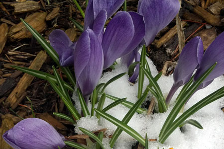 Au Sable River Flowers Snow