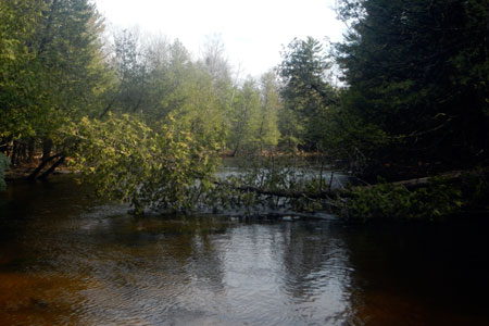 au sable river fly fishing trees