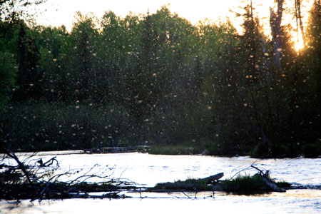 au sable brown drakes