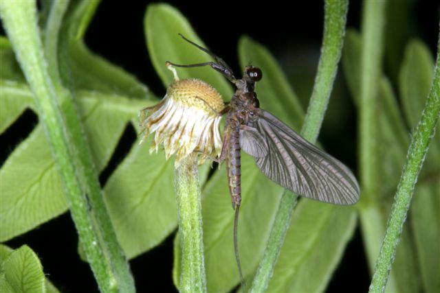 au sable bwo