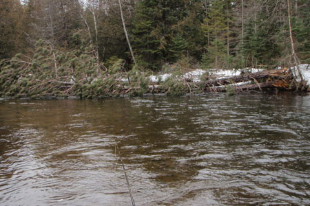 au sable river downed tree