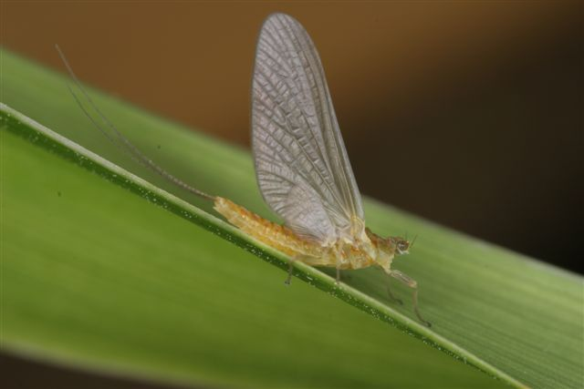 au-sable-sulfur