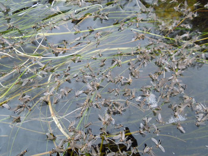 tricos-on-water-bighorn