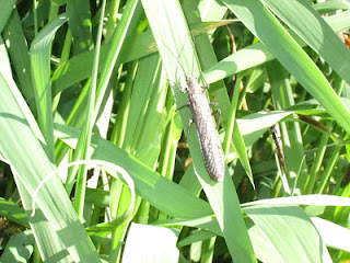 deschutes salmonfly