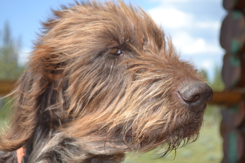 fly-fishing-guide-dog