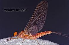 hendrickson mayfly