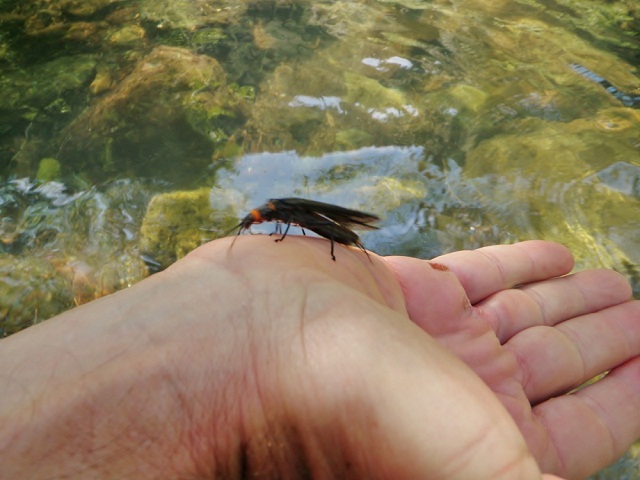 mccloud salmonfly