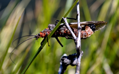 montana super size salmonfly