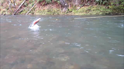 oregon jumping steelhead