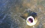 upper delaware river rainbow lamprey