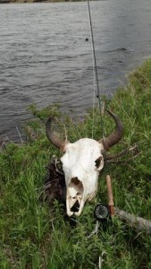 montana fly fishing wolf kill skull