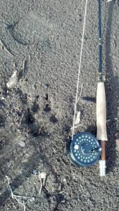 montana fly fishing wolf tracks